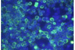 Immunofluorescence analysis of HEK 293T cells overexpressing human OPRD1, using OPRD1 monoclonal antibody, clone 1E7  . (OPRD1 抗体)