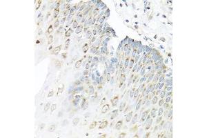 Immunohistochemistry of paraffin-embedded human esophagus using STAU1 antibody. (STAU1/Staufen 抗体  (AA 426-577))