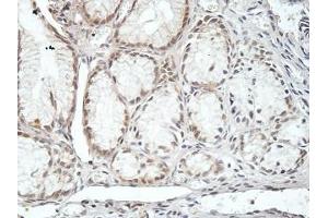 IHC analysis of formalin-fixed paraffin embedded fetal stomach, with cytoplasmic and membrane staining, using CMTM4 antibody (1/100 dilution). (CMTM4 抗体)