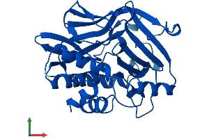 Protein Structure (PS) image for N-Acetyltransferase 2 (Arylamine N-Acetyltransferase) (NAT2) (AA 1-290) protein (His tag) (ABIN7552327)