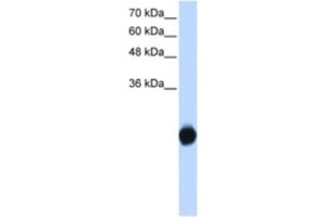 Western Blotting (WB) image for anti-Kv Channel Interacting Protein 2 (KCNIP2) antibody (ABIN2461159) (KCNIP2 抗体)