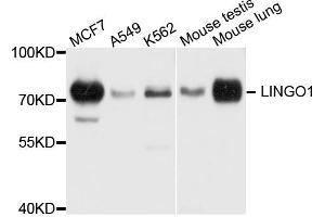 Western blot analysis of extract of various cells, using LINGO1 antibody. (LINGO1 抗体)