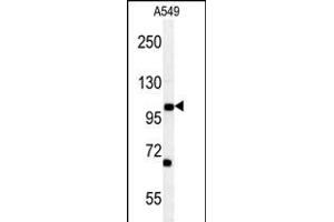 DPY19L2 Antibody (C-term) (ABIN653972 and ABIN2843920) western blot analysis in A549 cell line lysates (35 μg/lane). (DPY19L2 抗体  (C-Term))