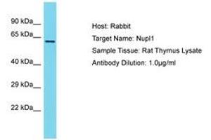 Image no. 1 for anti-Nucleoporin Like 1 (NUPL1) (AA 203-252) antibody (ABIN6750492) (NUPL1 抗体  (AA 203-252))