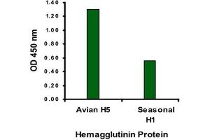 ELISA analysis of Avian Influenza Hemagglutinin protein with 1 ug/mL Avian Influenza Hemagglutinin polyclonal antibody . (Hemagglutinin 抗体  (N-Term))