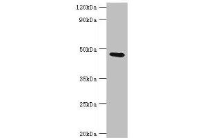 Western blot All lanes: Glycine amidinotransferase, mitochondrial antibody at 2 μg/mL + Mouse kidney tissue Secondary Goat polyclonal to rabbit IgG at 1/10000 dilution Predicted band size: 49, 45 kDa Observed band size: 49 kDa (GATM 抗体  (AA 124-423))