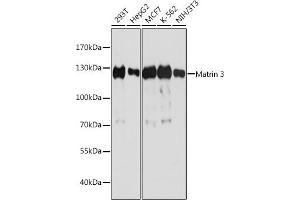 Western blot analysis of extracts of various cell lines, using Matrin 3 antibody (ABIN7268415) at 1:1000 dilution. (MATR3 抗体  (AA 747-847))