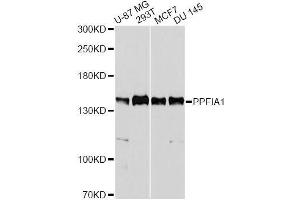 Western blot analysis of extracts of various cell lines, using PPFIA1 antibody. (PPFIA1 抗体  (AA 660-800))