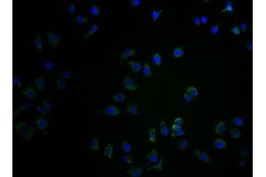 Immunofluorescence staining of A549 cells with ABIN7148487 at 1:100, counter-stained with DAPI. (CNTNAP3B 抗体  (AA 26-256))