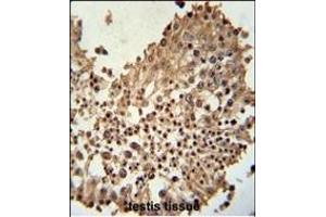 CCDC42 Antibody (Center) (ABIN651209 and ABIN2840131) immunohistochemistry analysis in formalin fixed and paraffin embedded human testis tissue followed by peroxidase conjugation of the secondary antibody and DAB staining. (CCDC42 抗体  (AA 121-150))
