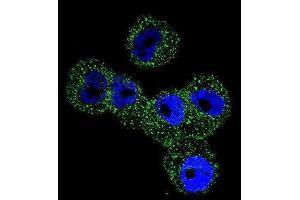 Immunofluorescence (IF) image for anti-serpin Peptidase Inhibitor, Clade B (Ovalbumin), Member 5 (SERPINB5) antibody (ABIN2996527) (SERPINB5 抗体)