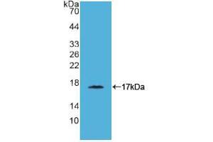 Western blot analysis of recombinant Simian CD40L. (CD40 Ligand 抗体  (AA 180-261))