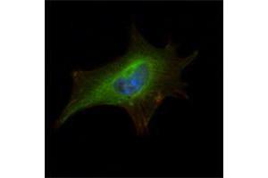 Immunofluorescence analysis of NIH/3T3 cells using FMR1 mouse mAb (green). (FMR1 抗体)