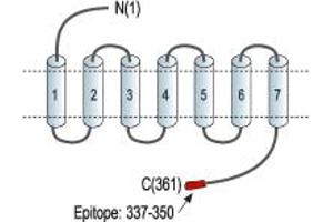 anti-Pyrimidinergic Receptor P2Y, G-Protein Coupled, 4 (P2RY4) (AA 337-350), (C-Term), (Intracellular) antibody