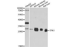 Western blot analysis of extracts of various cell lines, using TPK1 antibody. (TPK1 抗体)