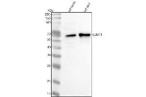 Western blot analysis of LSM11 using anti-LSM11 antibody (ABIN7600265).