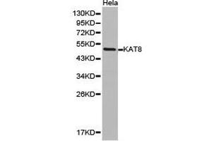 Western Blotting (WB) image for anti-K(lysine) Acetyltransferase 8 (KAT8) antibody (ABIN1873359) (MYST1 抗体)