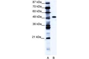 Western Blotting (WB) image for anti-Zinc Finger Protein 541 (ZNF541) antibody (ABIN2460160) (ZNF541 抗体)