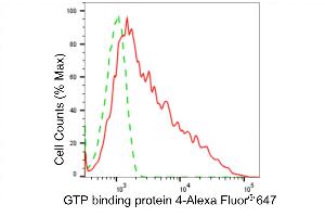 anti-GTP Binding Protein 4 (GTPBP4) antibody