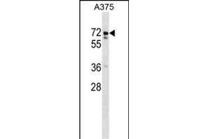 USP17L2 Antibody (C-term)  western blot analysis in  cell line lysates (35 μg/lane). (USP17L2 抗体  (C-Term))