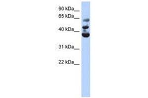 Image no. 1 for anti-NOP2/Sun Domain Family, Member 3 (NSUN3) (AA 143-192) antibody (ABIN6743498) (NSUN3 抗体  (AA 143-192))