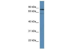 Western Blot showing Tdp1 antibody used at a concentration of 1.