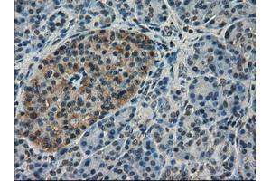 Immunohistochemical staining of paraffin-embedded pancreas tissue using anti-SLC18A2 mouse monoclonal antibody. (SLC18A2 抗体)