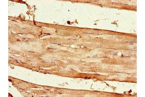 Immunohistochemistry of paraffin-embedded human skeletal muscle tissue using ABIN7167652 at dilution of 1:100 (Raptor 抗体  (AA 13-128))