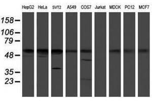 Image no. 2 for anti-RuvB-Like 2 (E. Coli) (RUVBL2) (AA 113-370) antibody (ABIN1490851) (RUVBL2 抗体  (AA 113-370))