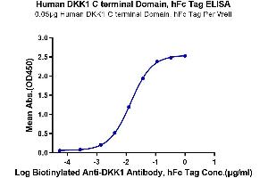 Immobilized Human DKK1 C terminal Domain, hFc Tag at 0. (DKK1 Protein (AA 178-266) (Fc-Avi Tag))