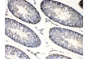 IHC testing of FFPE rat testis tissue with BAG1 antibody at 1ug/ml. (BAG1 抗体  (AA 323-345))