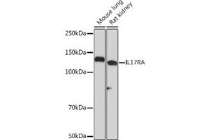 Western blot analysis of extracts of various cell lines, using IL17RA Rabbit mAb (ABIN7267989) at 1:1000 dilution. (IL17RA 抗体)