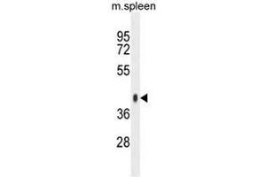 SYTL3 Antibody (N-term) western blot analysis in mouse spleen tissue lysates (35µg/lane). (SYTL3 抗体  (N-Term))