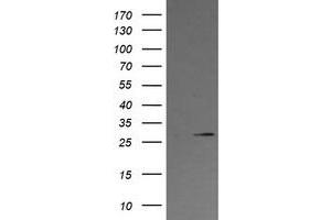 Image no. 1 for anti-Kallikrein 8 (KLK8) antibody (ABIN1498964) (Kallikrein 8 抗体)