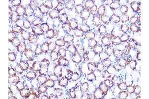 Immunohistochemistry of paraffin-embedded mouse kidney using B1 Rabbit mAb (ABIN7265772) at dilution of 1:100 (40x lens). (ATP1B1 抗体)