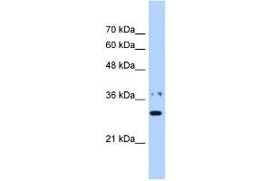 NMNAT1 antibody used at 0. (NMNAT1 抗体  (N-Term))