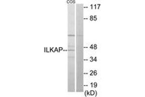 Western Blotting (WB) image for anti-Integrin-Linked Kinase-Associated Serine/threonine Phosphatase 2C (ILKAP) (AA 41-90) antibody (ABIN2889751) (ILKAP 抗体  (AA 41-90))