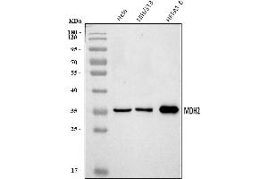 Western blot analysis of MDH2 using anti-MDH2 antibody (ABIN7602618).