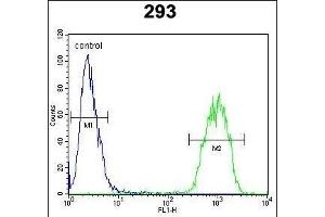 JUN Antibody (C-term) i flow cytometric analysis of 293 cells (right histogram) compared to a negative control cell (left histogram). (C-JUN 抗体  (C-Term))