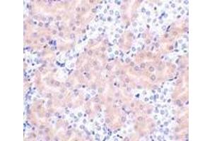 Immunohistochemistry of Bfl-1 in mouse kidney tissue with Bfl-1 antibody at 2 μg/ml. (BCL2A1 抗体  (N-Term))
