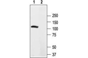 Western Blotting (WB) image for anti-Potassium Voltage-Gated Channel, Shab-Related Subfamily, Member 2 (KCNB2) (AA 859-873), (Intracellular) antibody (ABIN7043510)