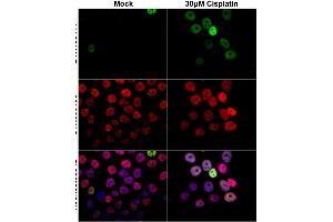 ICC/IF Image p21 Cip1 antibody detects p21 Cip1 protein at nucleus by immunofluorescent analysis. (p21 抗体)