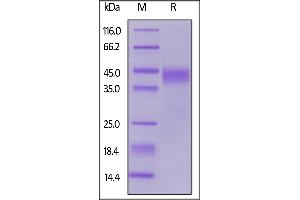 Biotinylated Human LIF, His,Avitag on  under reducing (R) condition. (LIF Protein (AA 23-202) (His tag,AVI tag,Biotin))