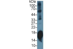Detection of SNCa in Mouse Cerebrum lysate using Polyclonal Antibody to Synuclein Alpha (SNCa) (SNCA 抗体  (AA 23-140))