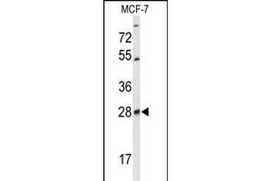 Western blot analysis of SELT Antibody (N-term) (ABIN653254 and ABIN2842777) in MCF-7 cell line lysates (35 μg/lane). (SELT 抗体  (N-Term))