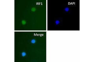 Immunofluorescence (IF) image for anti-Interferon Regulatory Factor 1 (IRF1) antibody (ABIN2666257) (IRF1 抗体)