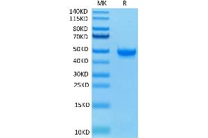 Biotinylated Human Nectin-2 on Tris-Bis PAGE under reduced condition.