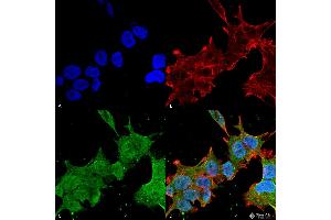 Immunocytochemistry/Immunofluorescence analysis using Mouse Anti-Brevican Monoclonal Antibody, Clone S294A-6 . (BCAN 抗体  (AA 219-655) (PerCP))