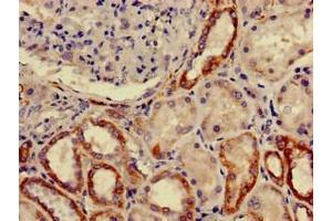 Immunohistochemistry of paraffin-embedded human kidney tissue using ABIN7153247 at dilution of 1:100 (FURIN 抗体  (AA 520-701))