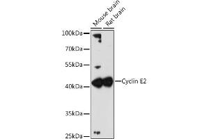 Cyclin E2 anticorps  (C-Term)